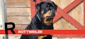 R is for Rottweiler