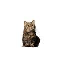 Imagen de la raza de gatos munchkin