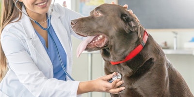 veterinarian using stethoscope on chocolate labrador dog