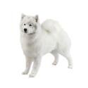Samoyedo