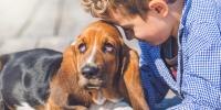 Un basset hound con ojos caídos y rojos
