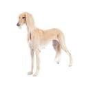 Saluki