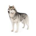 Husky siberiano
