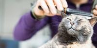 Persona peinando a un gato