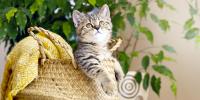 Un gato rayado asomándose desde una cesta