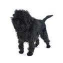 Un pequeño affenpinscher negro con un pelaje duro que es más largo alrededor del rostro y los hombros.