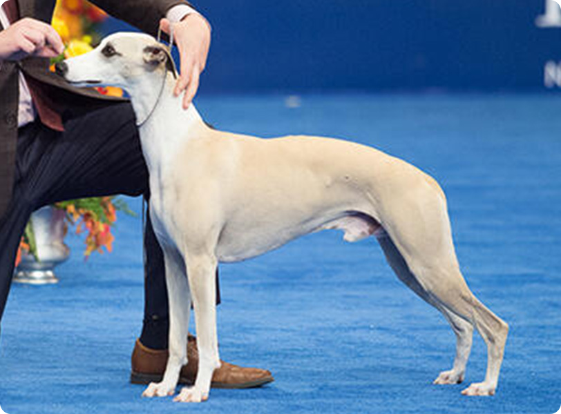 Purina Dog Shows & Events Purina US