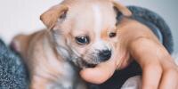 How to Stop Puppy Biting