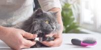 A man carefully trimming the nails of a grey cat