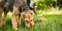 Beneficios de la fibra para los perros