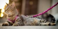 Gato atigrado