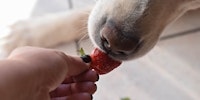 Dogs Eat Strawberries Hero