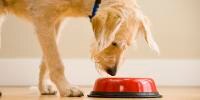 Adult dog eating from red dog dish