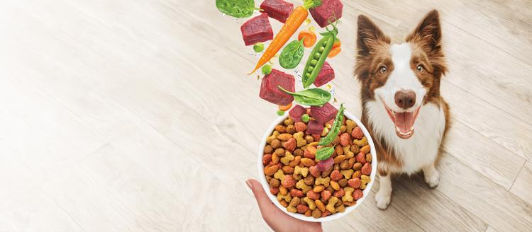 Dog looking up excitedly at a bowl full of Beneful Dog Food