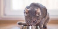 Person changing cat food for their cat