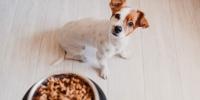 A dog is looking at the food