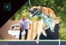 dog-participating-in-fetch-it-event