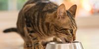 Cat eats from the bowl