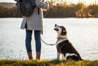 Safe Activities For Senior Dogs
