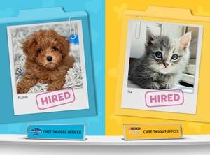 Meet our hired Chief Snuggle Officers: Pudim, a brown curly-haired Yorkie Poo puppy and Ika, a grey, blue-eyed kitten