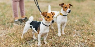 Benefits of multiple pets