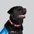 black labrador retriever named Fancy