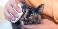 una persona limpiando los ojos de un gato con una toalla