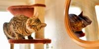 Cat playing on cat climber indoors