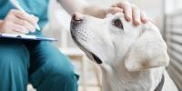 veterinarian with clipboard assessing white dog for distemper sigs and symptoms
