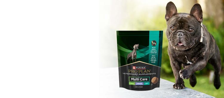 small dog next to a pouch of Multi Care dog supplement 