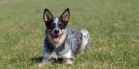 Medium sized dog laying in field 