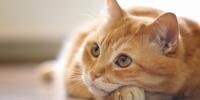 How to help Cats Maintain a Healthy Weight