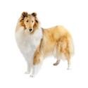 Collie