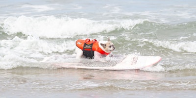 dog surfing