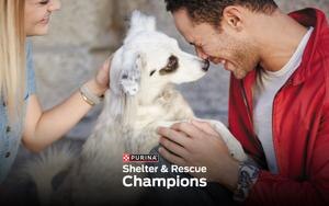shelter champions