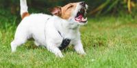 jack russel terrier barking with hackles up