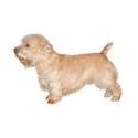 Glen of Imaal Terrier