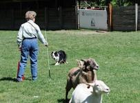 Herding trials at Purina Farms Event Center