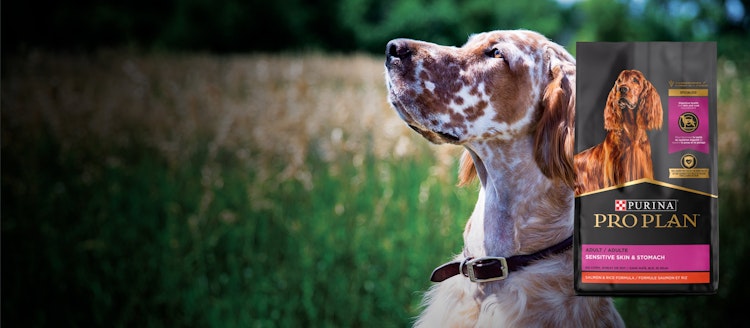 Un perro mirando hacia arriba en un campo