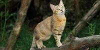Gato en el árbol