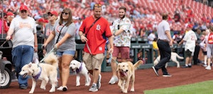 people with dogs at the ballgame