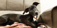 black dog laying on couch with head tilt
