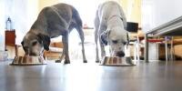 Two dogs each eating from dog bowls
