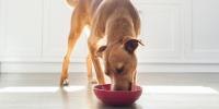 brown dog eating from a red food bowl
