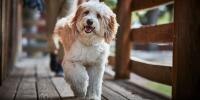 scruffy dog walking on deck