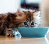 grey kitten feeding at blue bowl