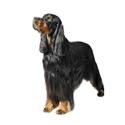 Gordon Setter
