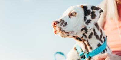 Puppy Needs