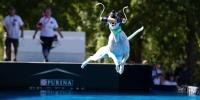 A dog jumping in the air with a toy in its mouth