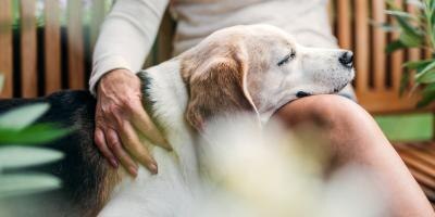 Feeding Older Dogs